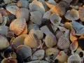 Jakie muszle znajdziesz na Bałtyku? Odkryj skarby polskich plaż!