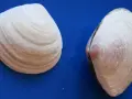 Dwie muszelki na niebieskim tle. Szukasz miejsca, gdzie najwięcej muszelek nad Bałtykiem?