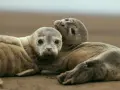 Dwa młode foki przytulają się na plaży. Czy foka to ssak? Tak, to uroczy ssak morski.