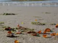 Bałtyckie sztormy: Kiedy jechać, by podziwiać i znaleźć bursztyn?