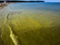 Żółto-zielona woda w Bałtyku przy plaży pełnej ludzi.