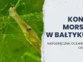 Koniki morskie w Bałtyku? Rozwiewamy wątpliwości! Prawda o igliczni