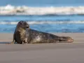 Szara foka odpoczywa na piaszczystej plaży, w tle widać falujące morze. Foki w Bałtyku to widok coraz rzadszy.