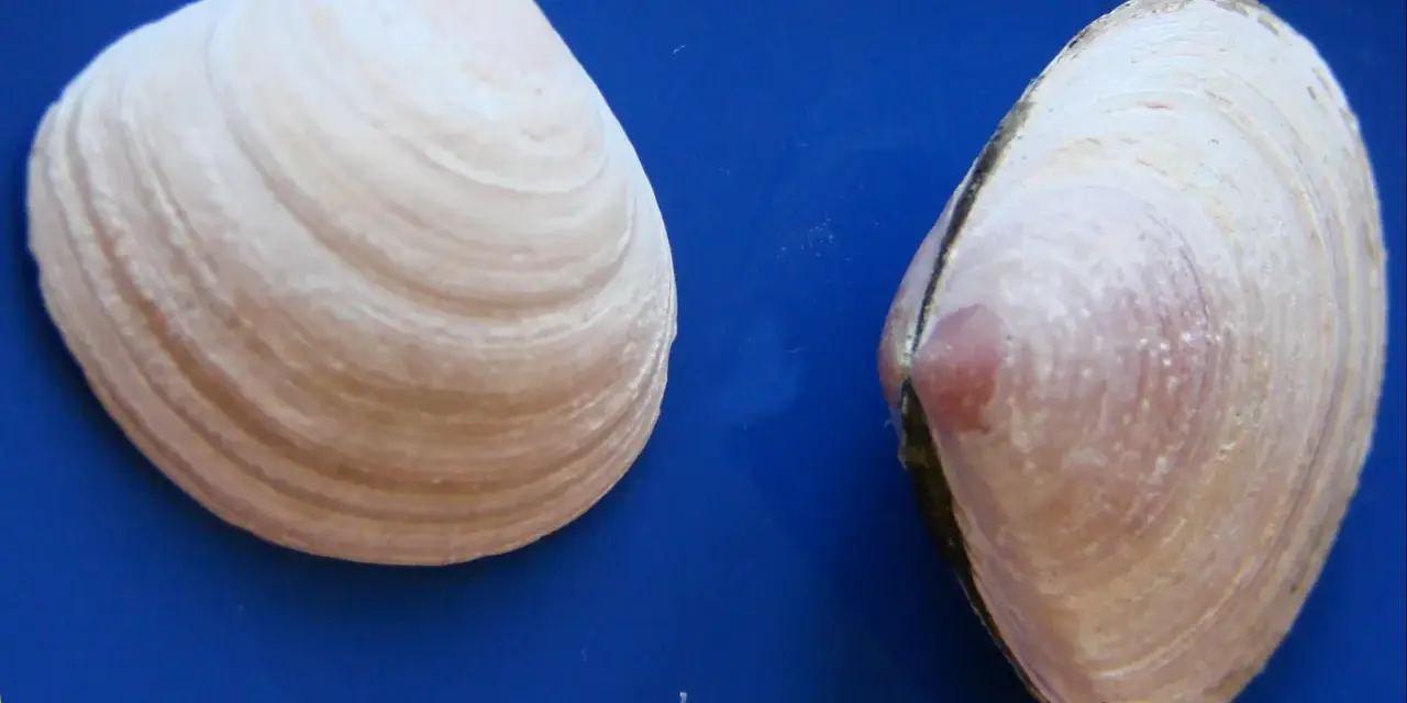 Dwie muszelki na niebieskim tle. Szukasz miejsca, gdzie najwięcej muszelek nad Bałtykiem?