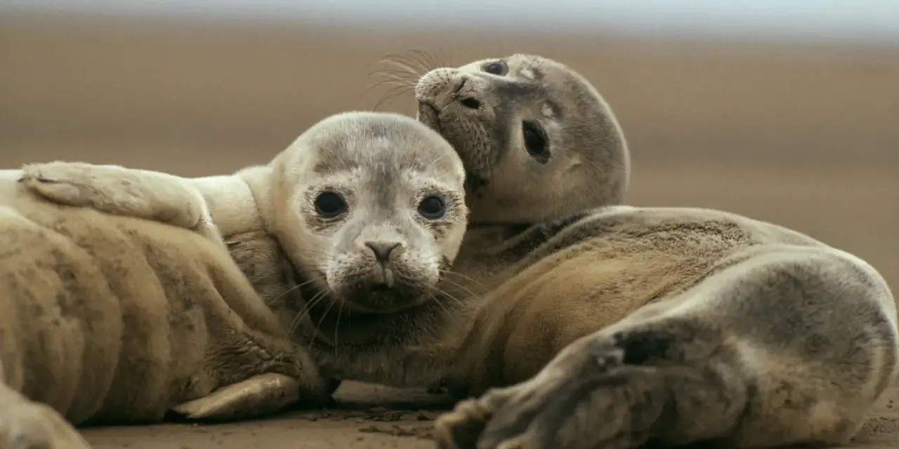 Dwa młode foki przytulają się na plaży. Czy foka to ssak? Tak, to uroczy ssak morski.
