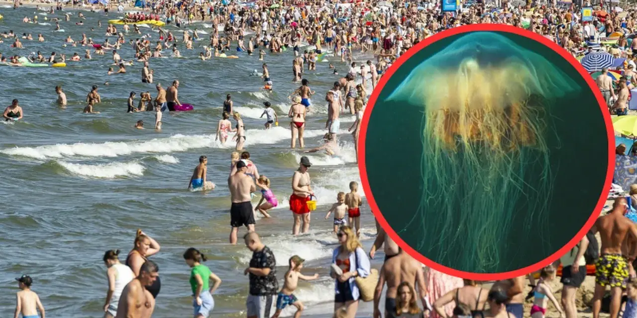 Co pływa w Bałtyku? Odkryj faunę i bezpieczne meduzy!