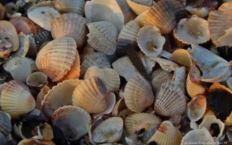 Jakie muszle znajdziesz na Bałtyku? Odkryj skarby polskich plaż!