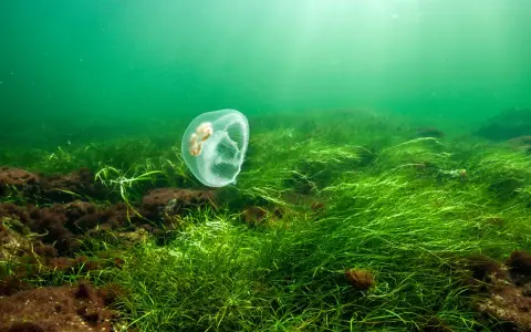 Podwodny krajobraz Bałtyku z pojedynczą meduzą, ilustrujący, dlaczego różnorodność biologiczna Bałtyku jest niewielka.