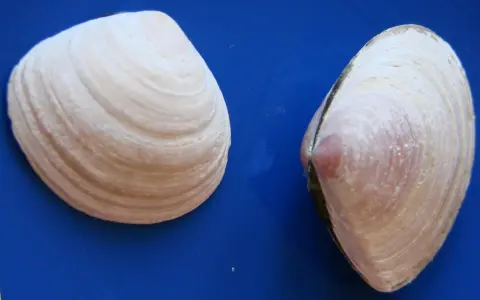 Dwie muszelki na niebieskim tle. Szukasz miejsca, gdzie najwięcej muszelek nad Bałtykiem?