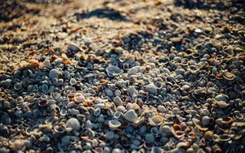 Zbliżenie na plażę usianą małymi, różnorodnymi muszlami morskimi w świetle słonecznym.