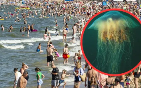 Co pływa w Bałtyku? Odkryj faunę i bezpieczne meduzy!