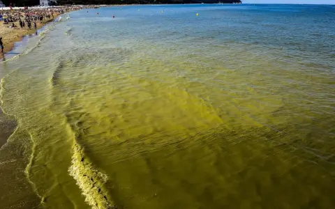 Żółto-zielona woda w Bałtyku przy plaży pełnej ludzi.