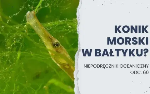 Koniki morskie w Bałtyku? Rozwiewamy wątpliwości! Prawda o igliczni