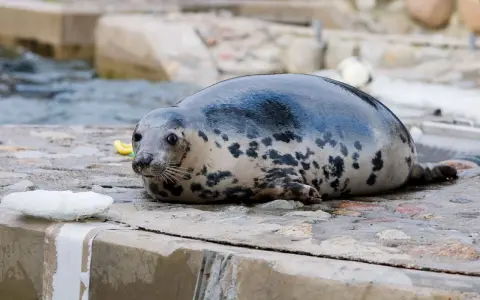 Szara foka z plamami odpoczywa na kamienistym brzegu. Takie miejsca, blisko wody, to idealne środowisko, gdzie żyją foki.