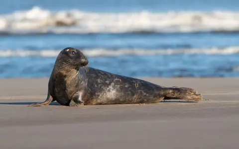 Szara foka odpoczywa na piaszczystej plaży, w tle widać falujące morze. Foki w Bałtyku to widok coraz rzadszy.