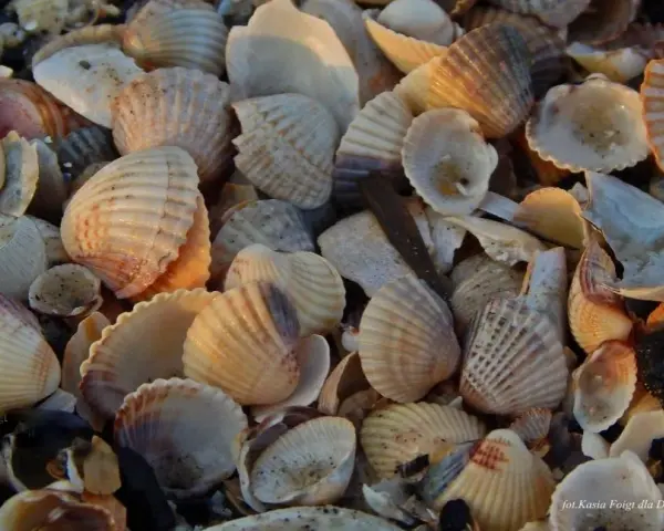Jakie muszle znajdziesz na Bałtyku? Odkryj skarby polskich plaż!