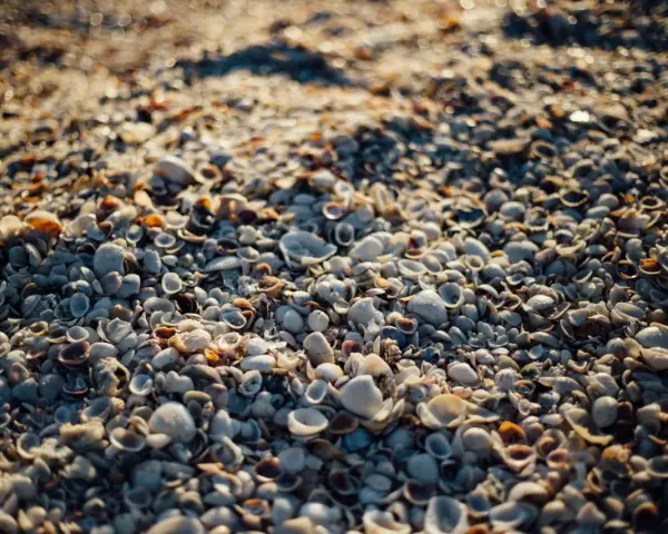 Zbliżenie na plażę usianą małymi, różnorodnymi muszlami morskimi w świetle słonecznym.