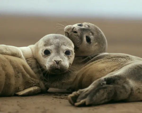 Dwa młode foki przytulają się na plaży. Czy foka to ssak? Tak, to uroczy ssak morski.