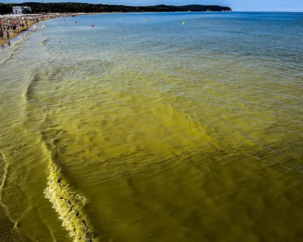 Żółto-zielona woda w Bałtyku przy plaży pełnej ludzi.