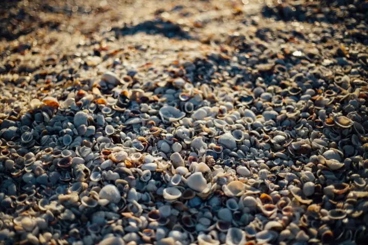 Zbliżenie na plażę usianą małymi, różnorodnymi muszlami morskimi w świetle słonecznym.