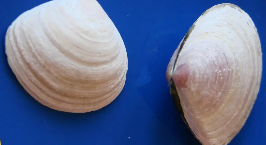 Dwie muszelki na niebieskim tle. Szukasz miejsca, gdzie najwięcej muszelek nad Bałtykiem?