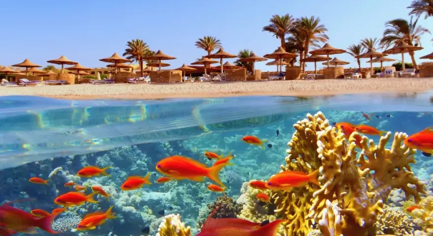 Marsa Alam: Jakie morze? Odkryj podwodny raj Morza Czerwonego