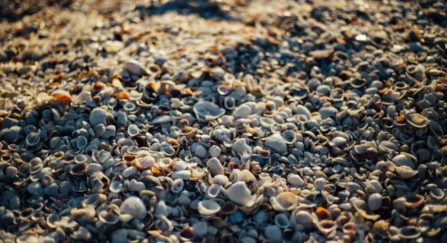 Zbliżenie na plażę usianą małymi, różnorodnymi muszlami morskimi w świetle słonecznym.