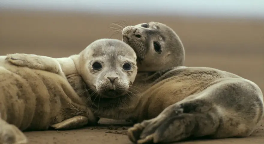 Dwa młode foki przytulają się na plaży. Czy foka to ssak? Tak, to uroczy ssak morski.