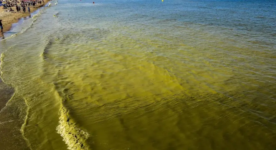 Żółto-zielona woda w Bałtyku przy plaży pełnej ludzi.