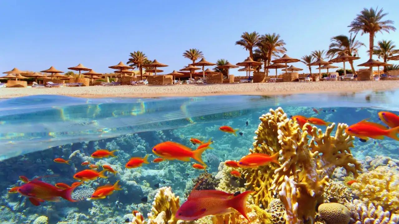 rafy koralowe Marsa Alam pod wodą