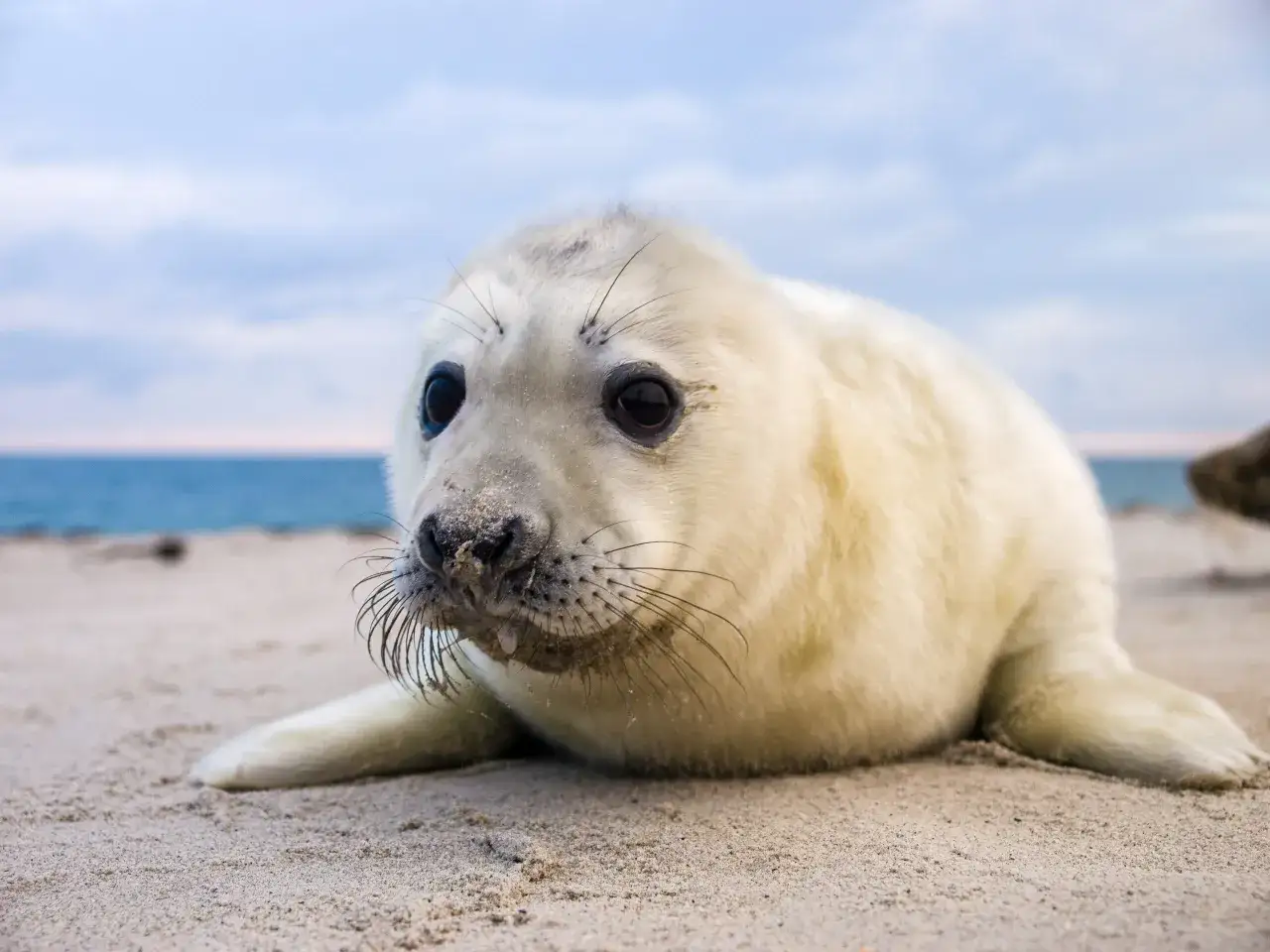 Małe, puszyste zwierzątko leży na piasku. Czy foka to ssak? Tak, to młoda foka, która właśnie odpoczywa na plaży.