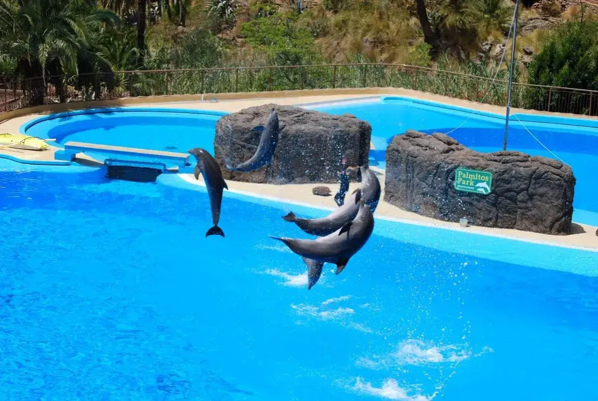 Palmitos Park, Aqualand Maspalomas, delfiny Gran Canaria